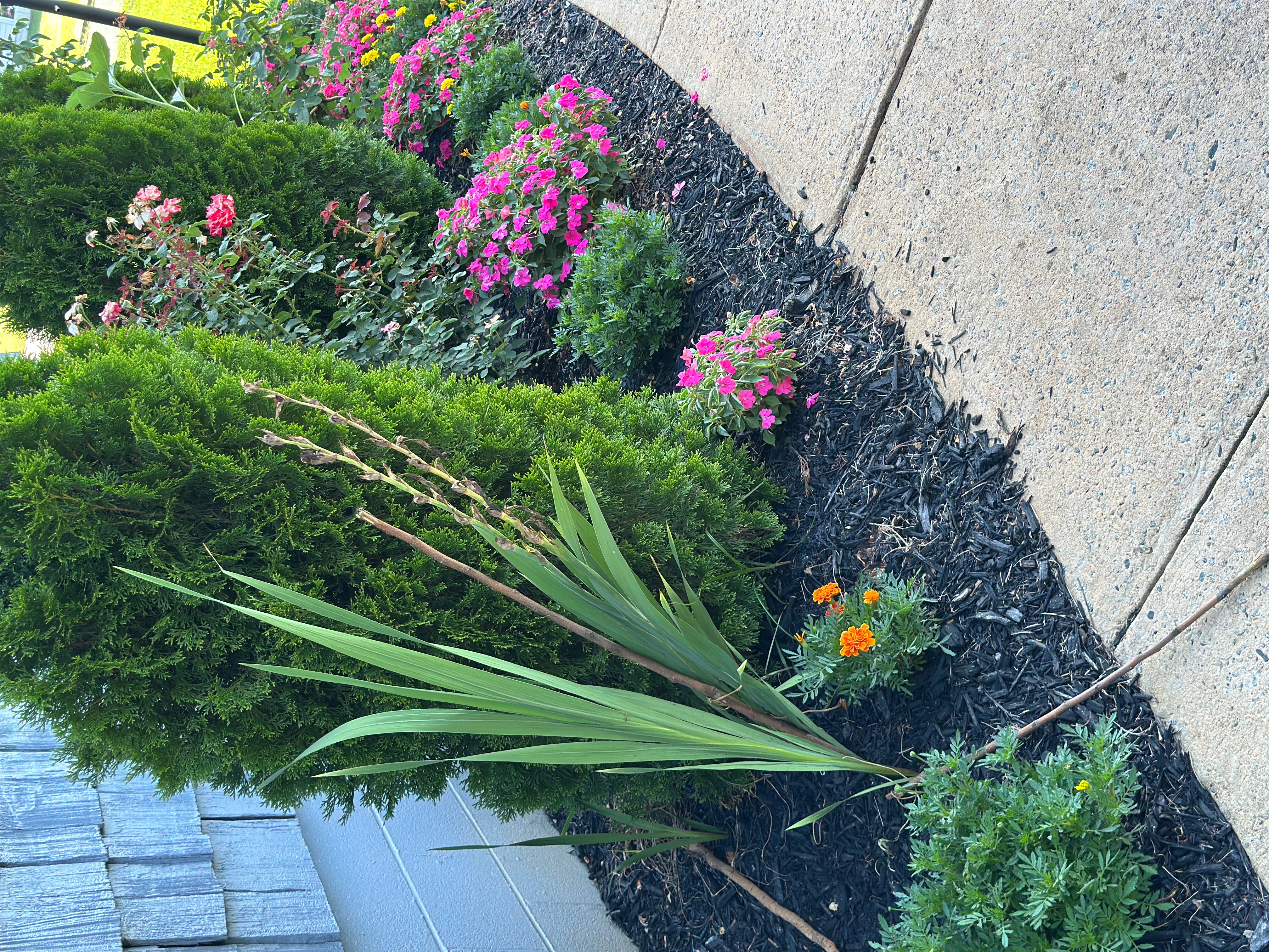 A freshly mulched flower bed with marigolds and shrubs maintained by Maldo A Landscaping